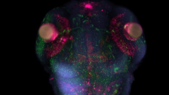 Estudiantes de doctorado logran segundo lugar mundial con imagen 3D de un Pez Cebra