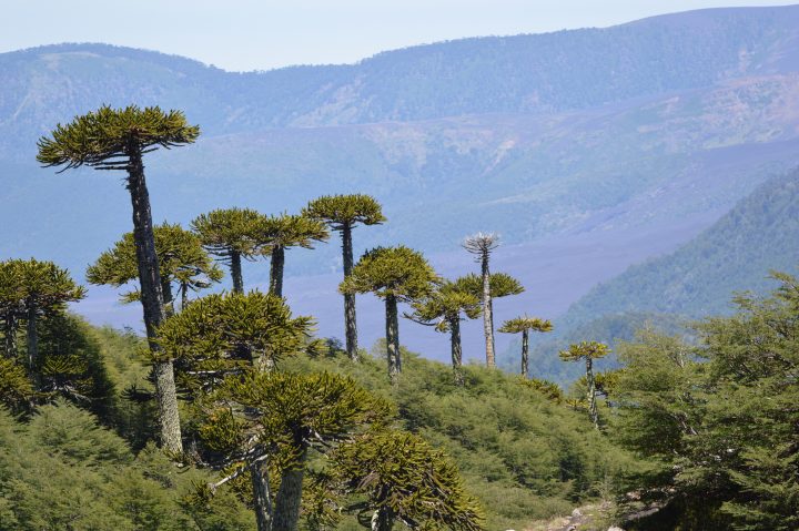 Parque Conguillío: Instalan estación meteorológica para estudiar el impacto de los bosques en la atmósfera