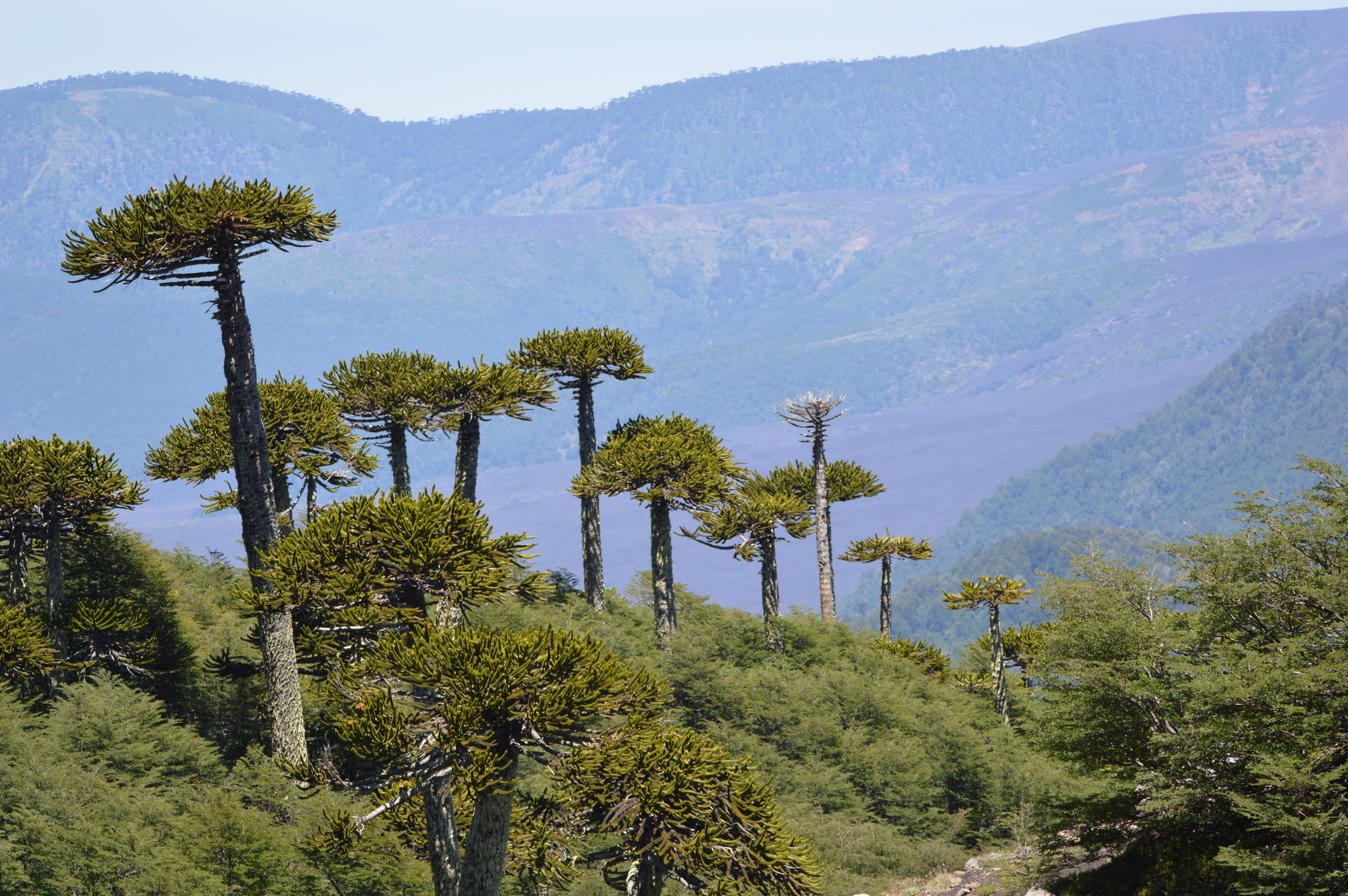 Parque Conguillío: Instalan estación meteorológica para estudiar el impacto de los bosques en la atmósfera