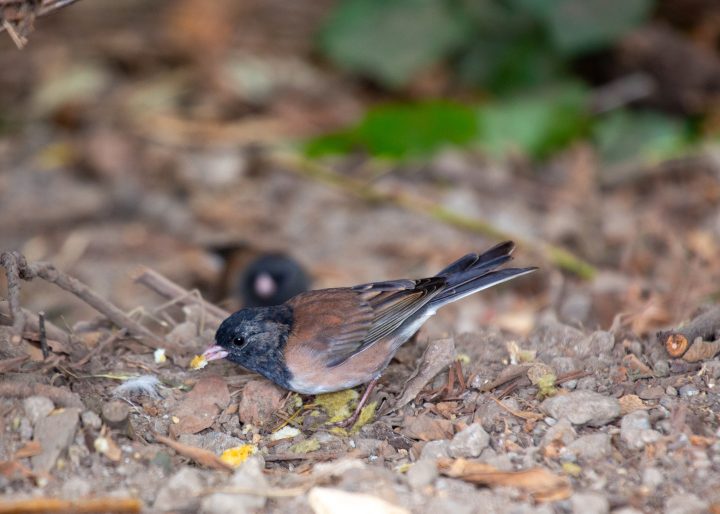 Estudio concluye que el confinamiento por Covid-19 modificó la forma del pico en aves