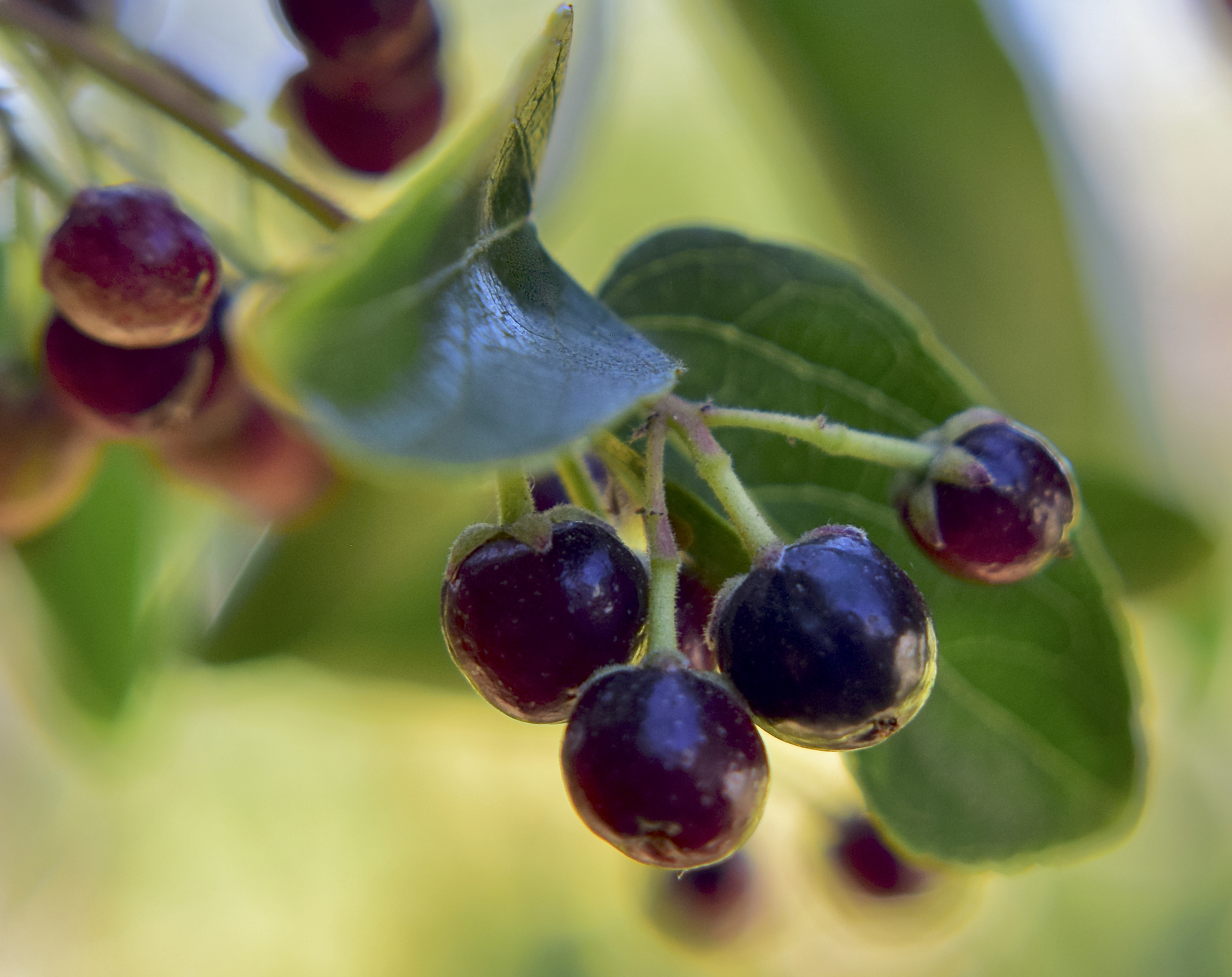 Investigan el potencial del maqui para mejorar la salud de pacientes con insuficiencia renal