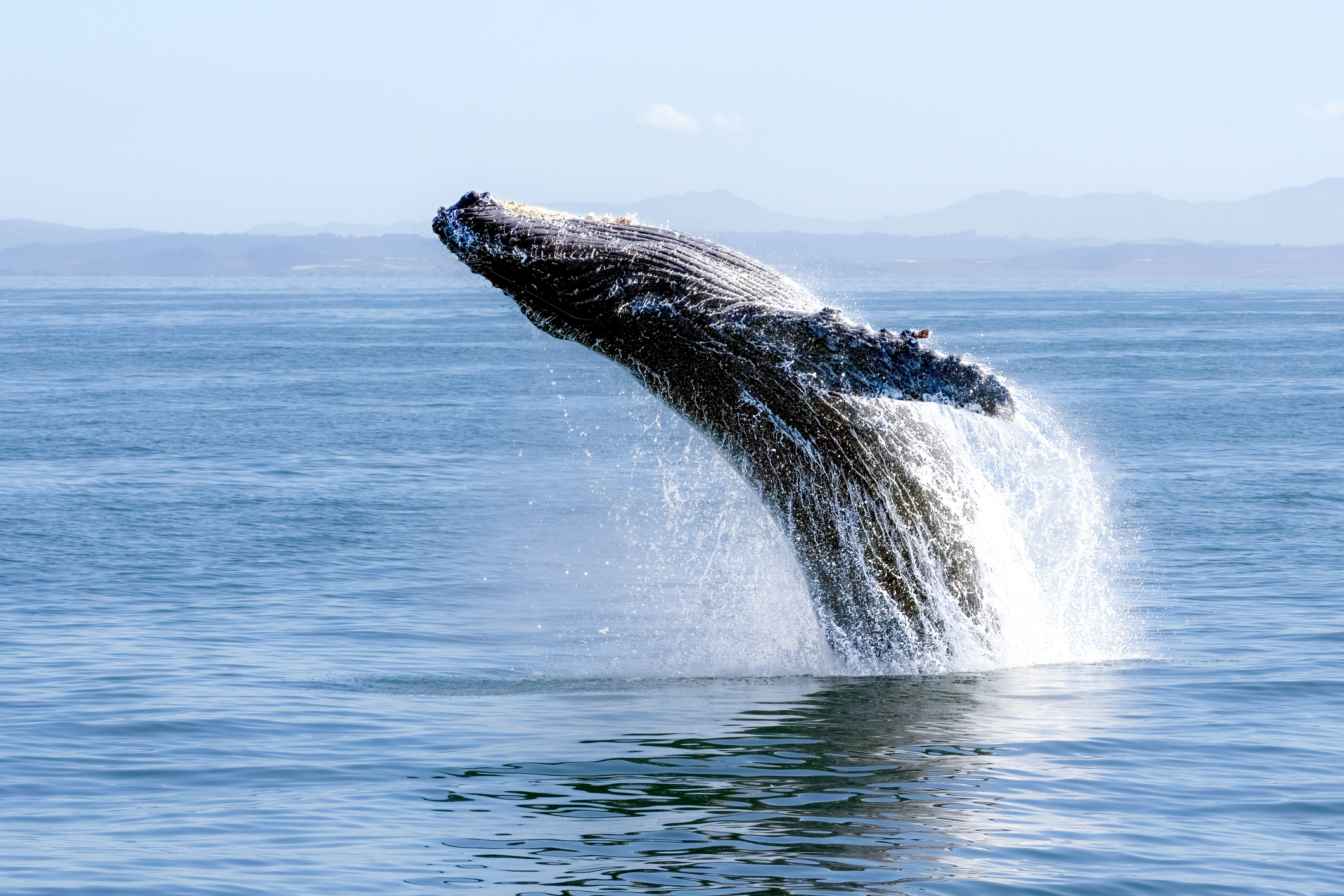 Libro ilustrado invita a redescubrir a las ballenas y delfines