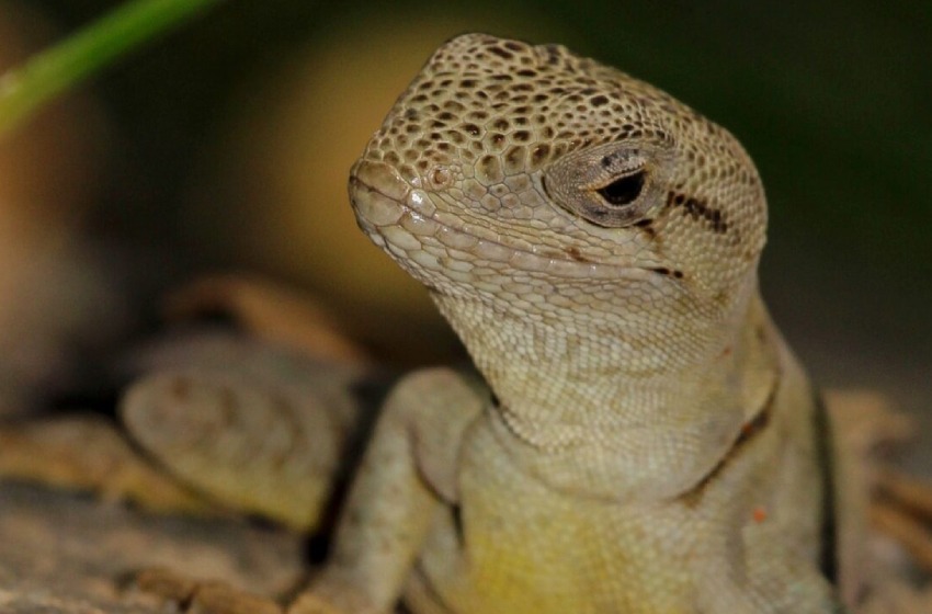 Declaran al Lagarto gruñidor de Álvaro, especie endémica chilena, en 