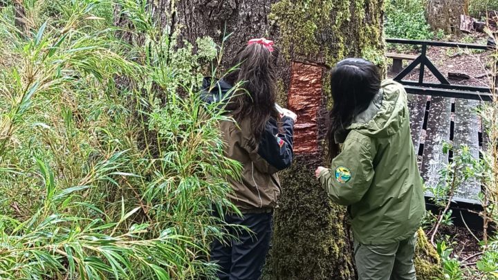 CONAF inicia acciones legales por ataque al 