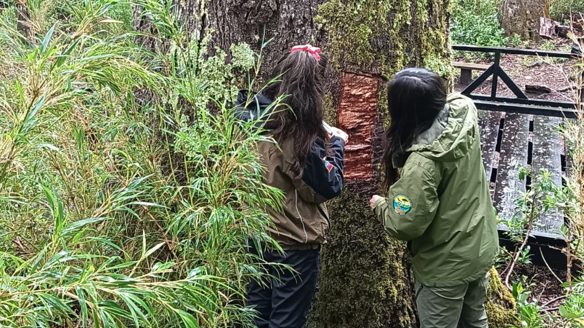 CONAF inicia acciones legales por ataque al 