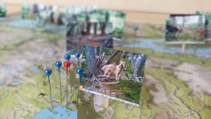 Exposición fotográfica de perros baguales muestra la vida secreta de la fauna asilvestrada