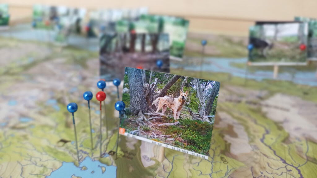 Exposición fotográfica de perros baguales muestra la vida secreta de la fauna asilvestrada