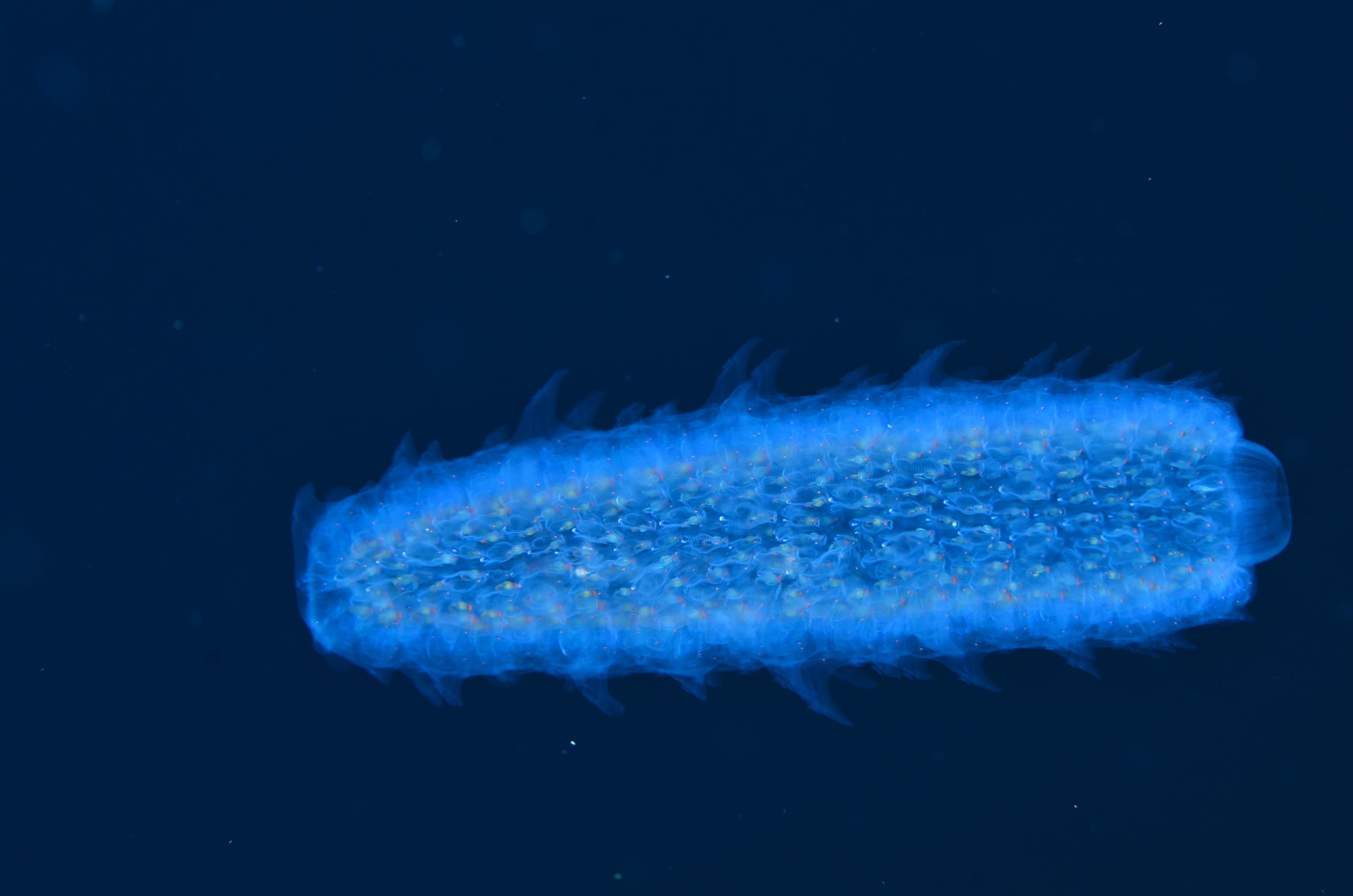 Detectan “fuego” bioluminiscente en el Archipiélago de Humboldt: Se trataría de inusual presencia de Pyrosoma