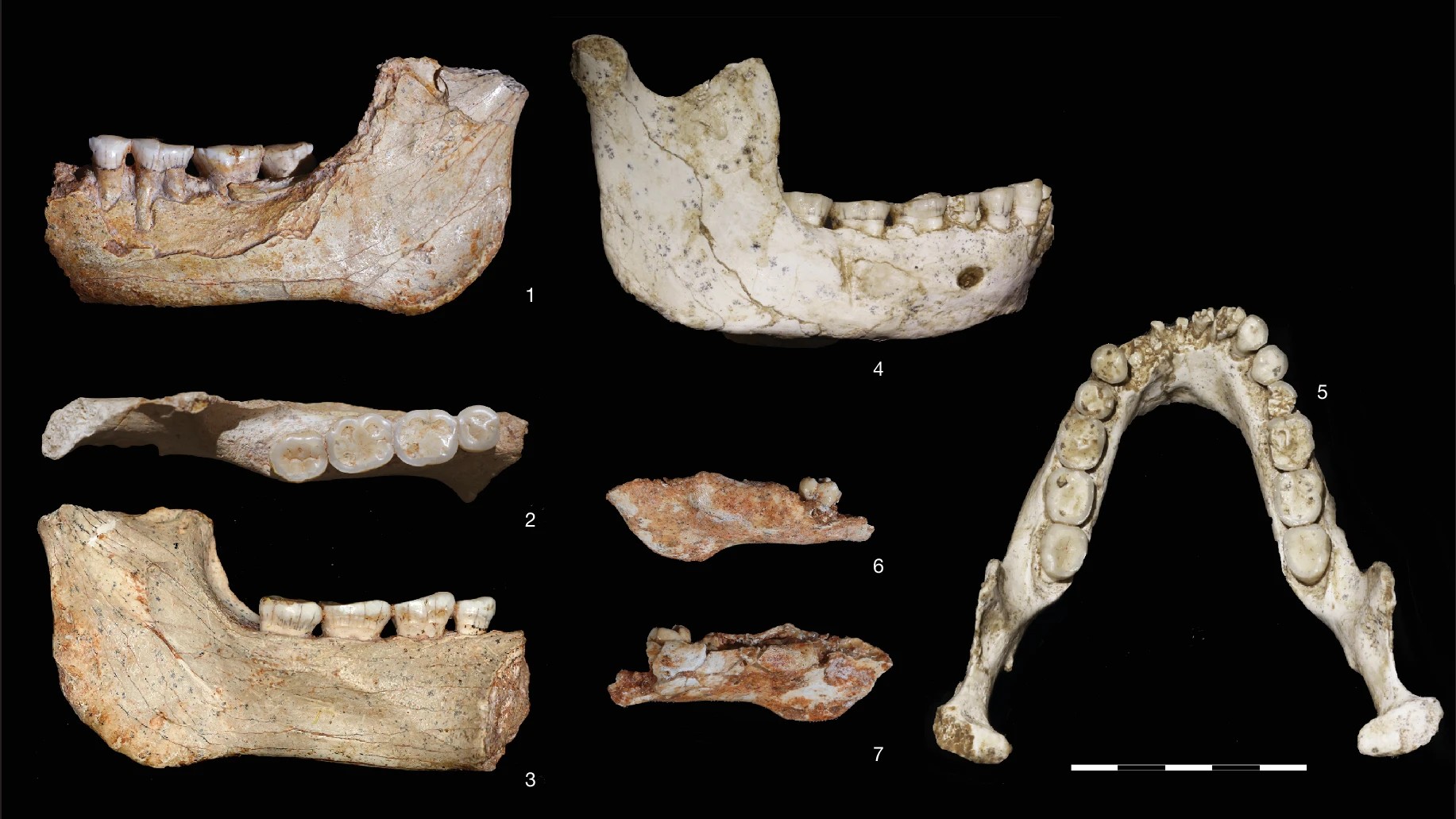 Encuentran en Marruecos fósiles de 773 mil años que revelan el origen del Homo sapiens
