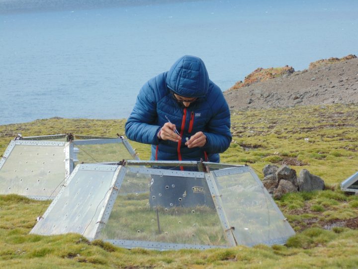 PRISMA: El proyecto liderado desde Chile para frenar la amenaza de plantas invasoras en la Antártica