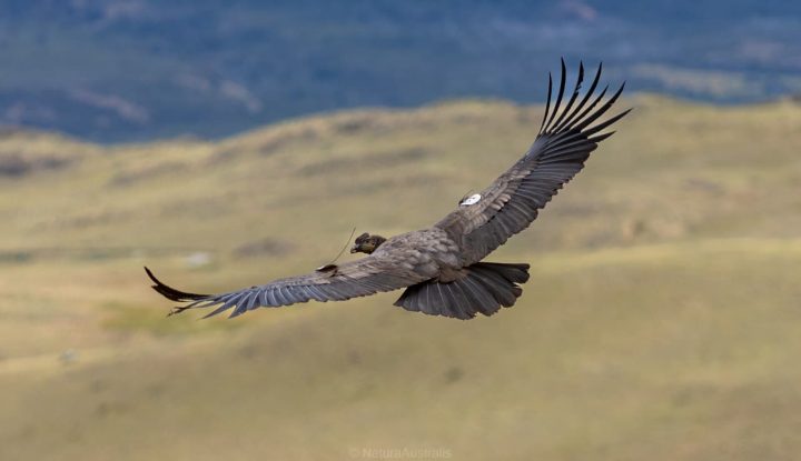 Tres cóndores andinos fueron liberados en el Parque Nacional Patagonia