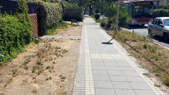 Estudio revela que las veredas son los puntos de mayor diversidad floral en la capital