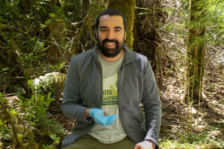 Científico chileno lidera estudio que revela cómo un hongo letal está extinguiendo a la ranita de Darwin