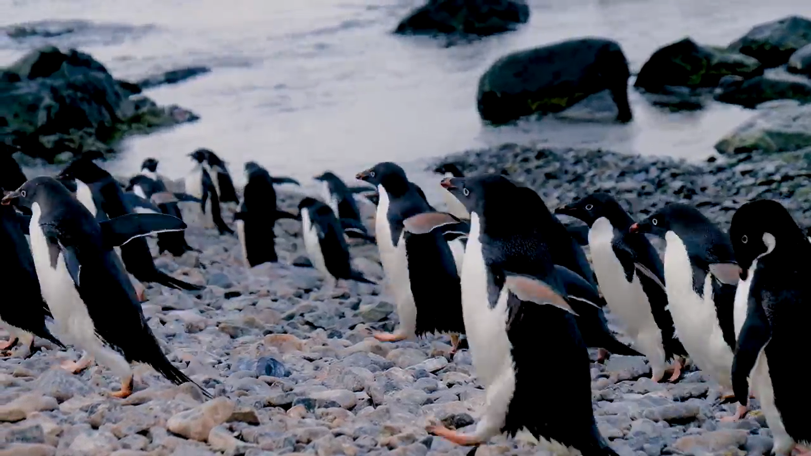 Cámaras registran el «vuelo» submarino de los pingüinos barbijo en la Antártica