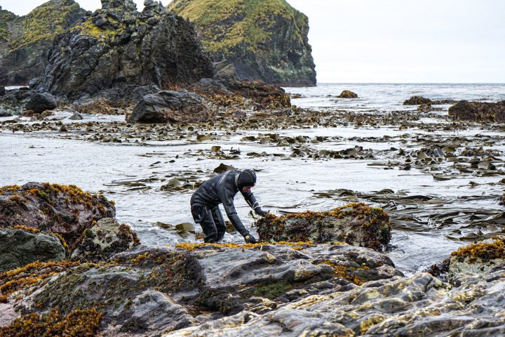 Estudio busca identificar las áreas de conservación de la luga roja en costas de Chile