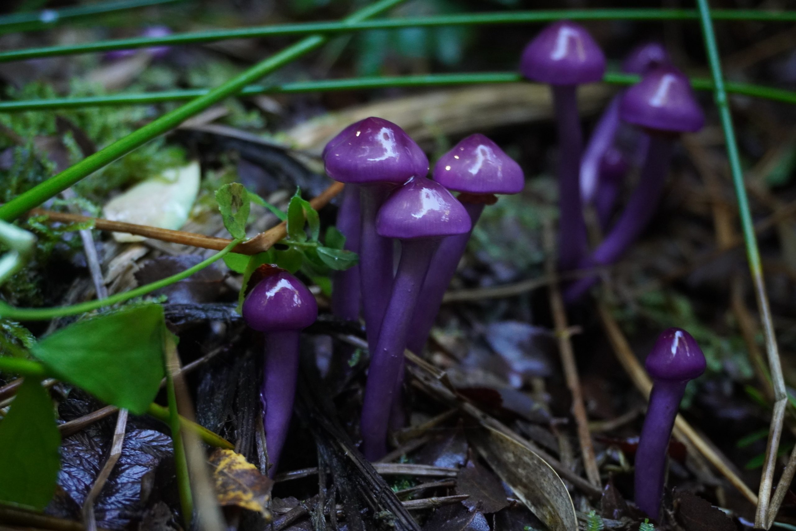 Abren postulaciones a Diplomado Iniciación al Mundo Fungi: Es híbrido y culmina en Los Ríos