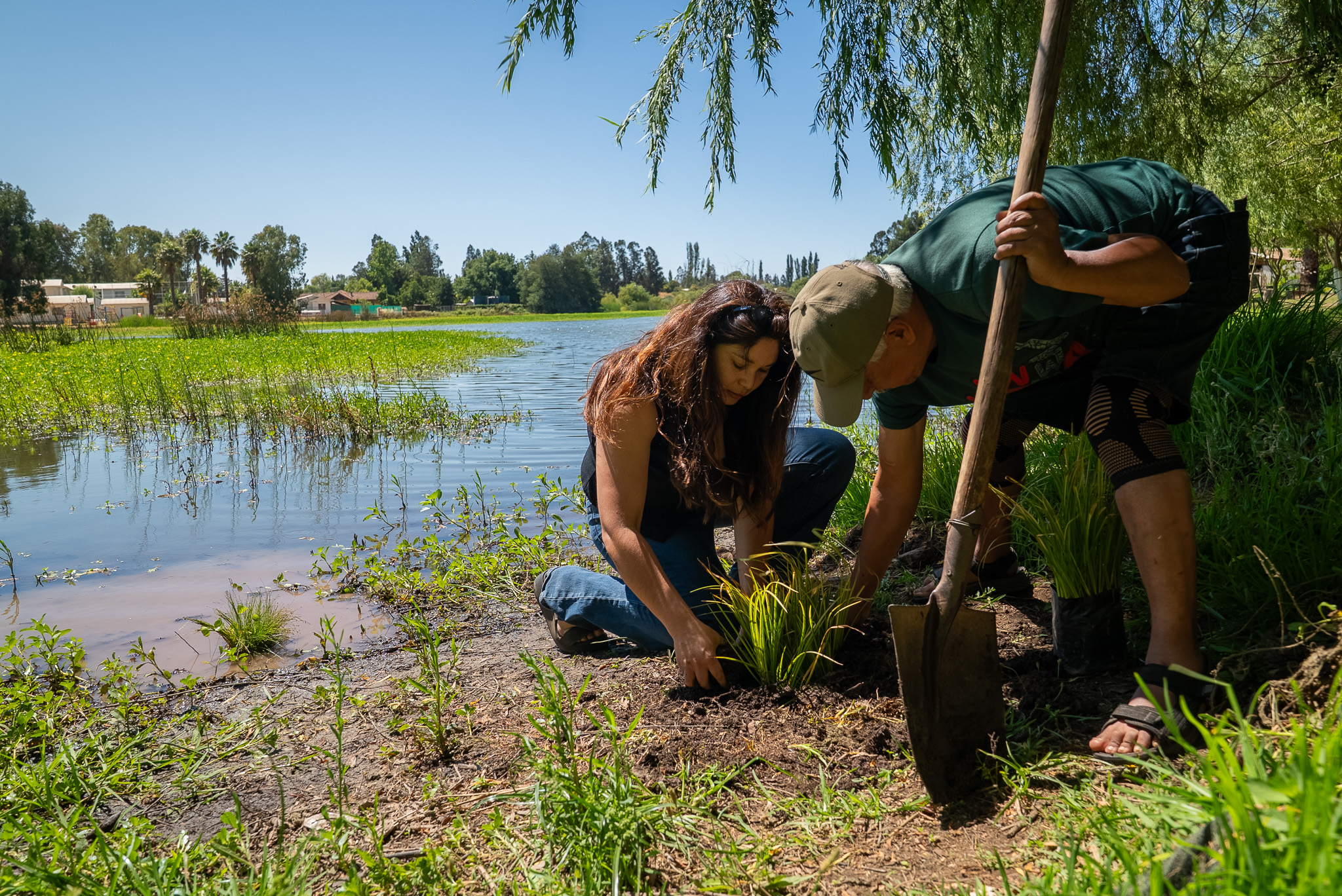 Usan plantas nativas para restaurar humedales de la región de O'Higgins