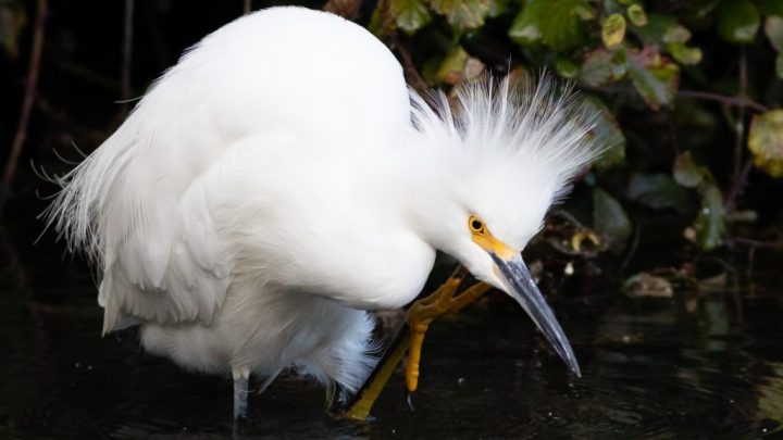 La Araucanía celebrará la semana de los humedales en el IV Festival de las Aves Monkül