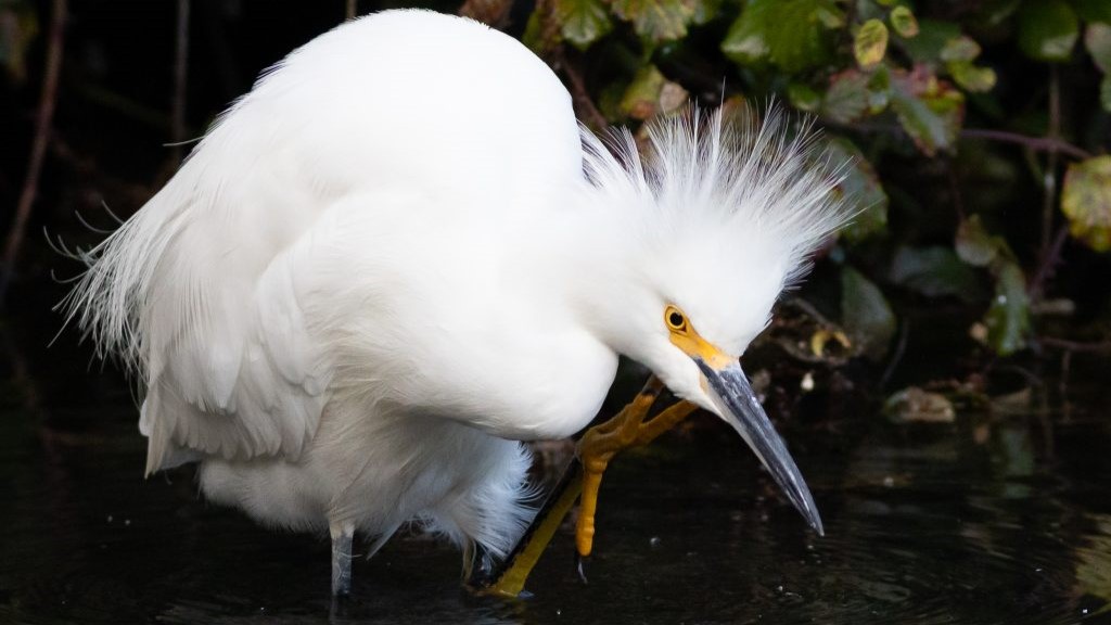 La Araucanía celebrará la semana de los humedales en el IV Festival de las Aves Monkül