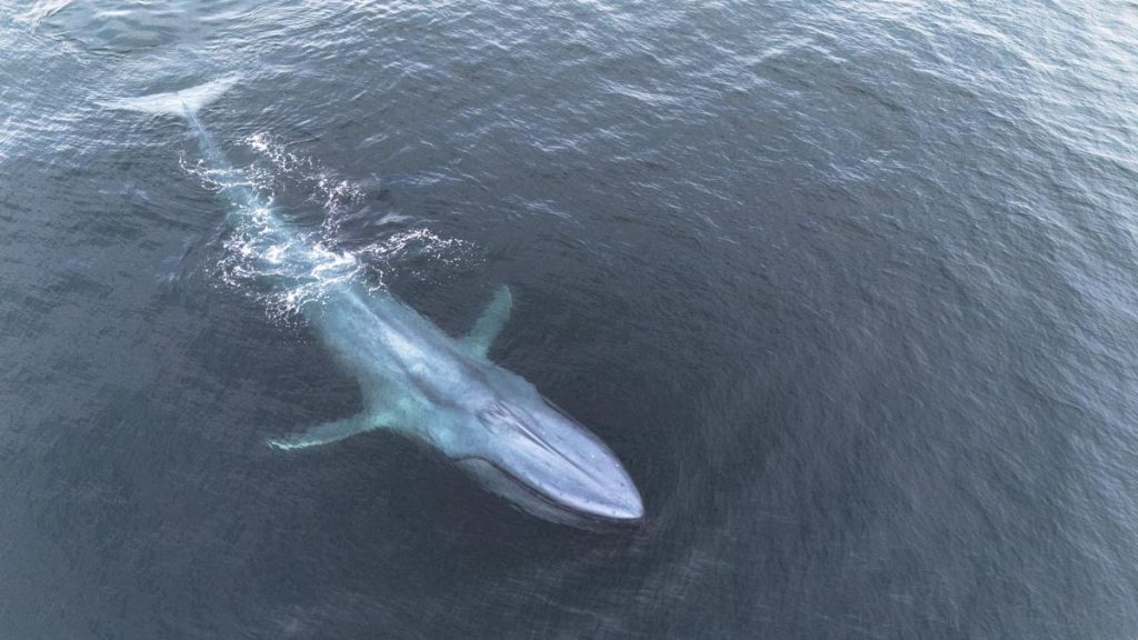 Antofagasta: región clave para ballenas y cetáceos en el norte de Chile