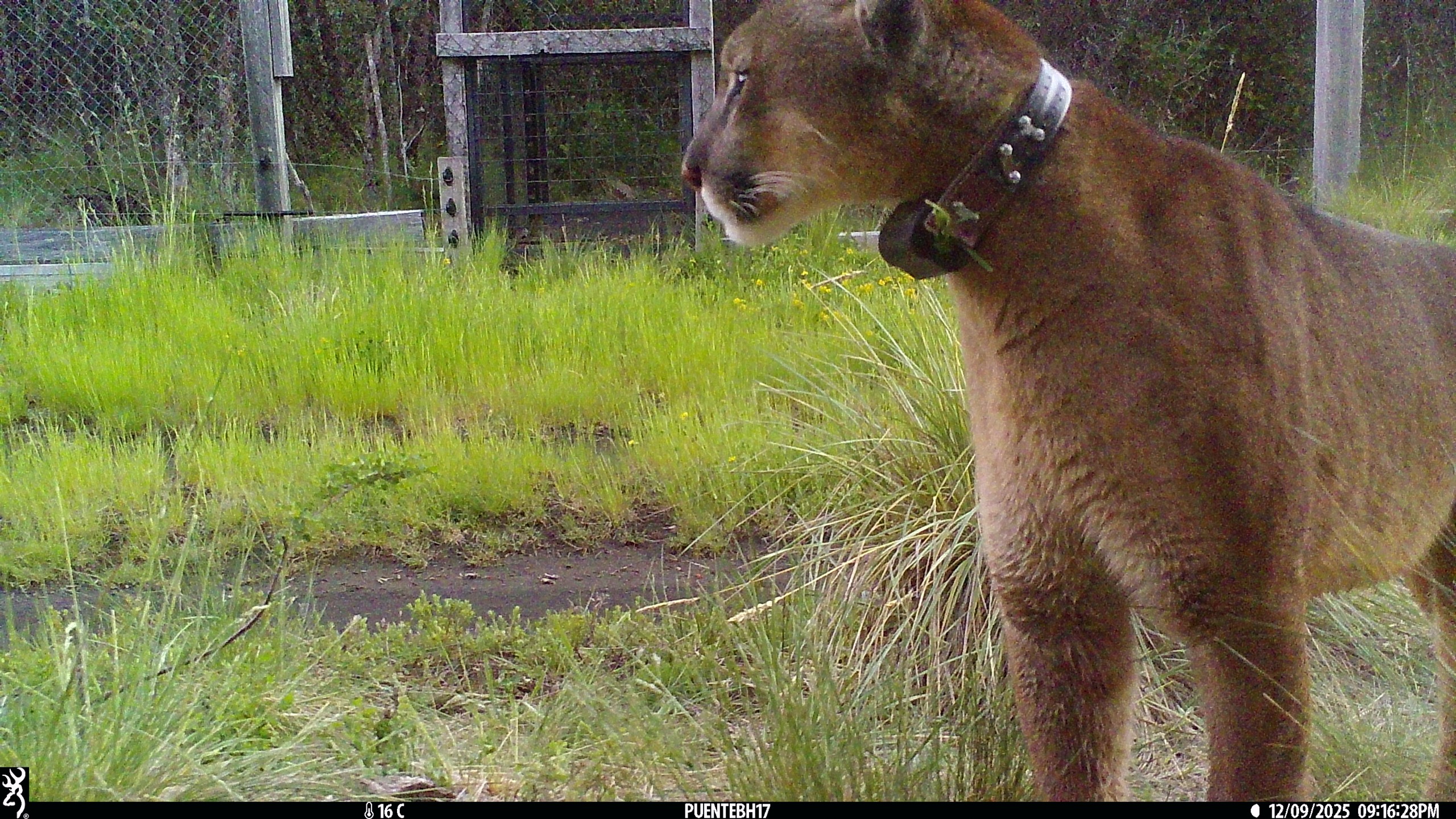 Invitan a participar para elegir el nombre de puma en la Reserva Huilo Huilo