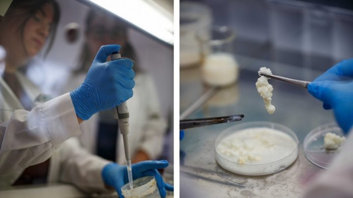 Desarrollan derivado de lácteo para combatir alergias alimentarias