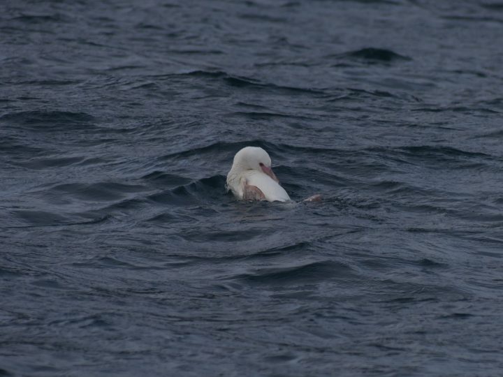 Registran por primera vez un pingüino de Humboldt albino en la Península de Hualpén