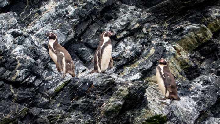 Pingüino de Humboldt: El llamado a proteger a esta especie en peligro de conservación