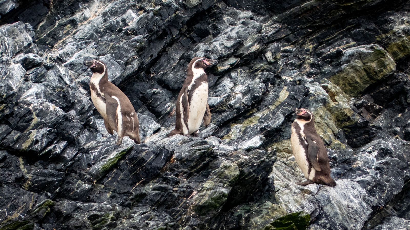Pingüino de Humboldt: El llamado a proteger a esta especie en peligro de conservación