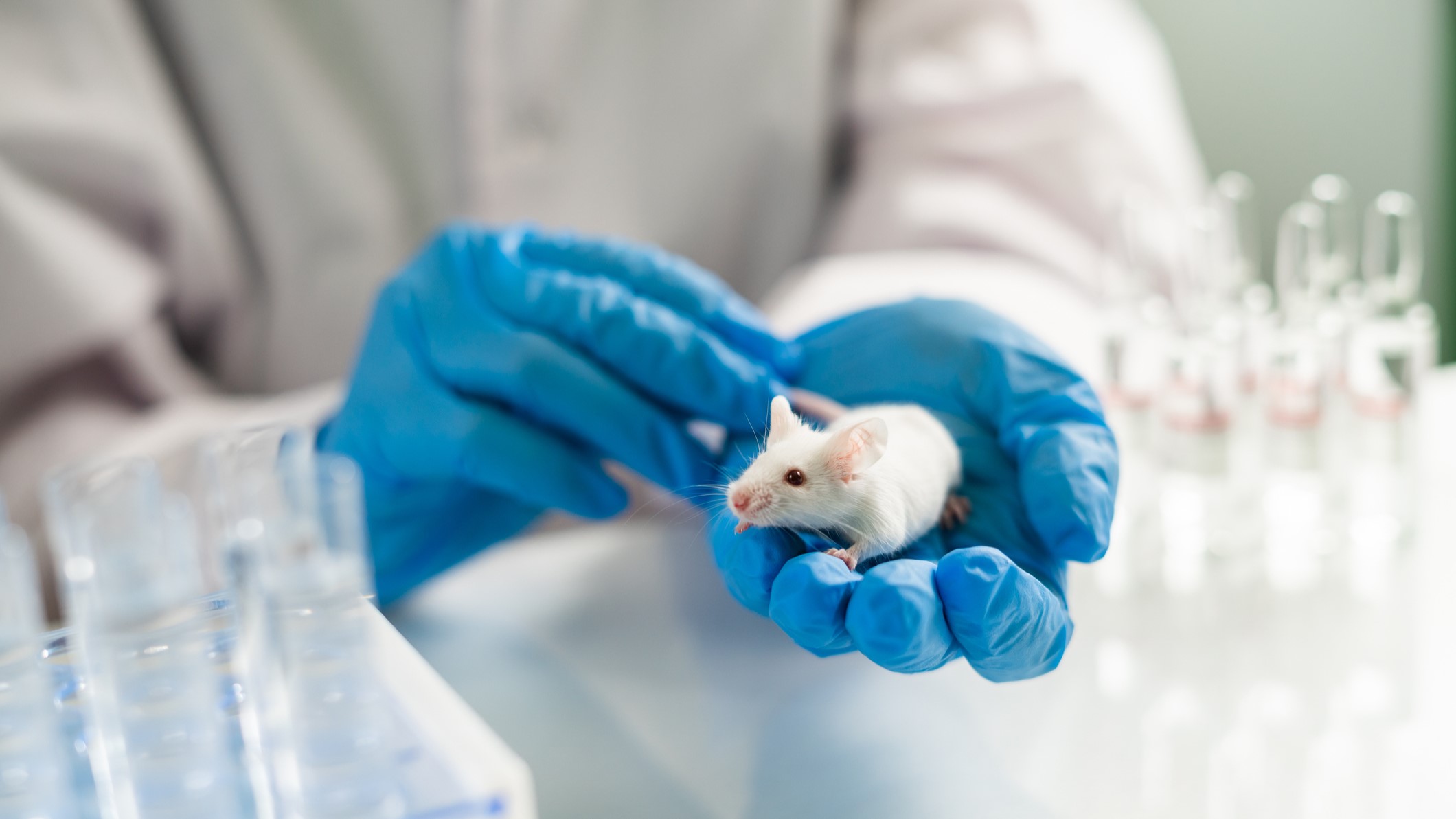 Investigadores eliminan por primera vez el cáncer de páncreas en ratones