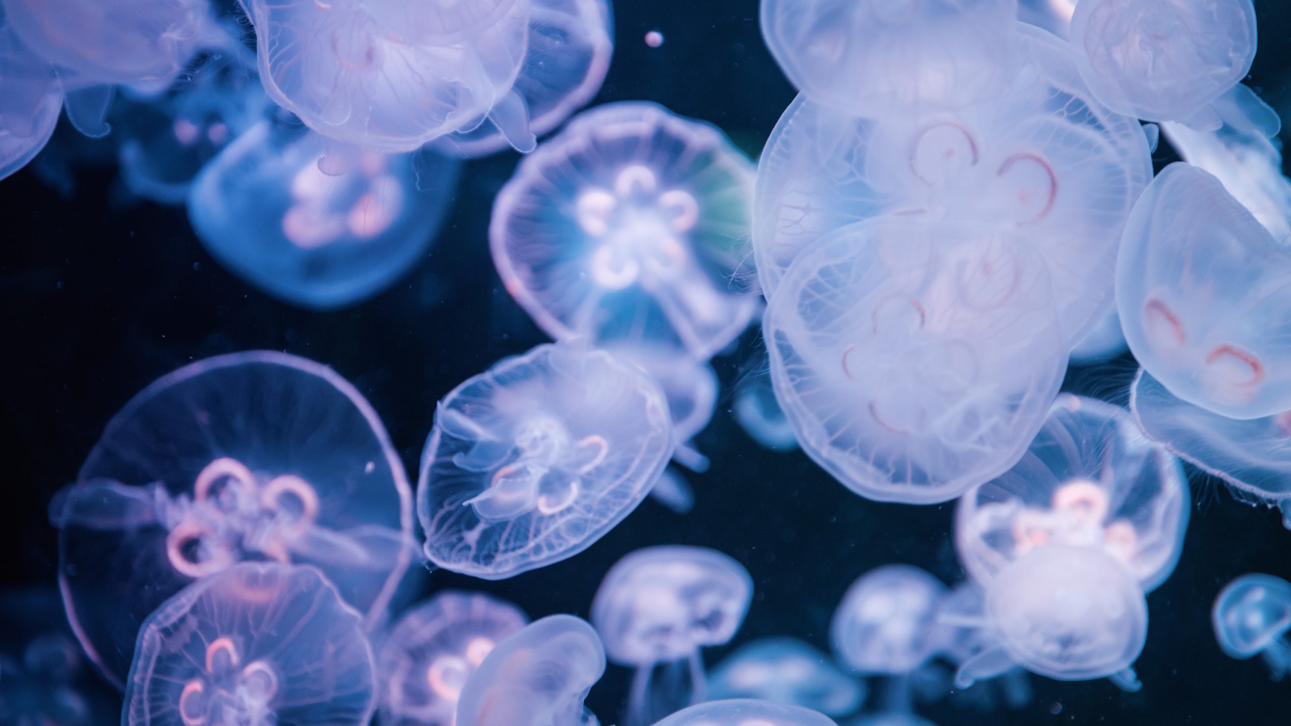 Medusas y anémonas tienen patrones del sueño similares a los humanos