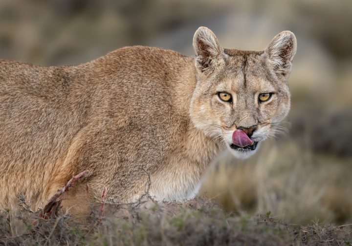 ¿Qué hacer ante el avistamiento de un puma? Experta entrega claves para un encuentro seguro