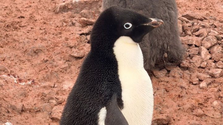 Confirman presencia de influenza aviar en la Antártica por tercer año consecutivo