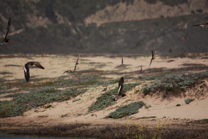 Urbanización, contaminación y fragmentación del hábitat: las principales amenazas de humedales en Chile