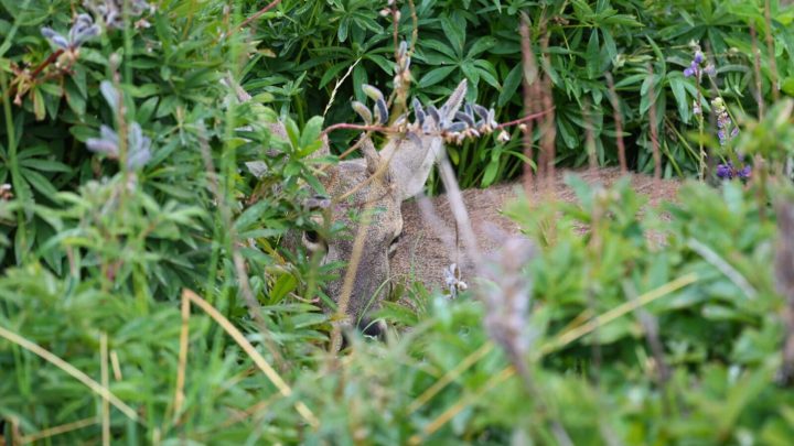 CONAF confirmó muerte de huemul por atropello en Cerro Castillo