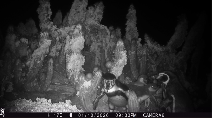 Captan inéditas imágenes de la vida familiar del Pingüino de Humboldt en Isla Chañaral