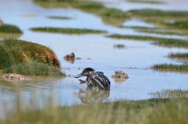Liberan a pato puna rescatado tras derrame en el lago Chungará