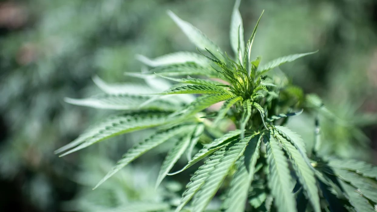 Estudio advierte que el consumo de cannabis aumenta la inflamación cerebral en personas con psicosis