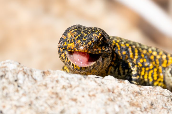 Estudio advierte declive de la lagartija negroverdosa de Altos de Cantillana