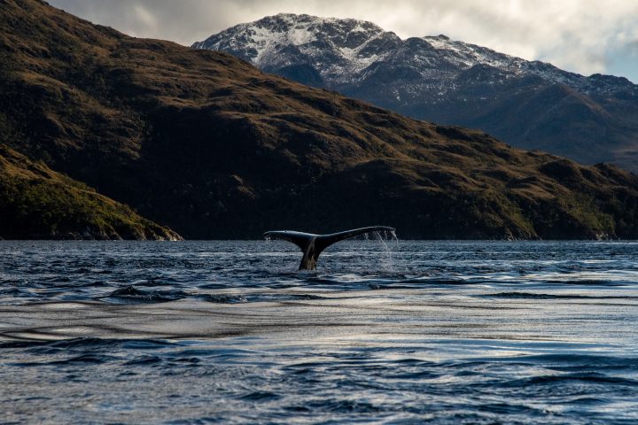 El desafío de Chile para convertirse en un refugio seguro para las ballenas