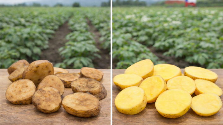 Científicos logran editar genéticamente la papa Yagana para evitar que se oxide tras el corte