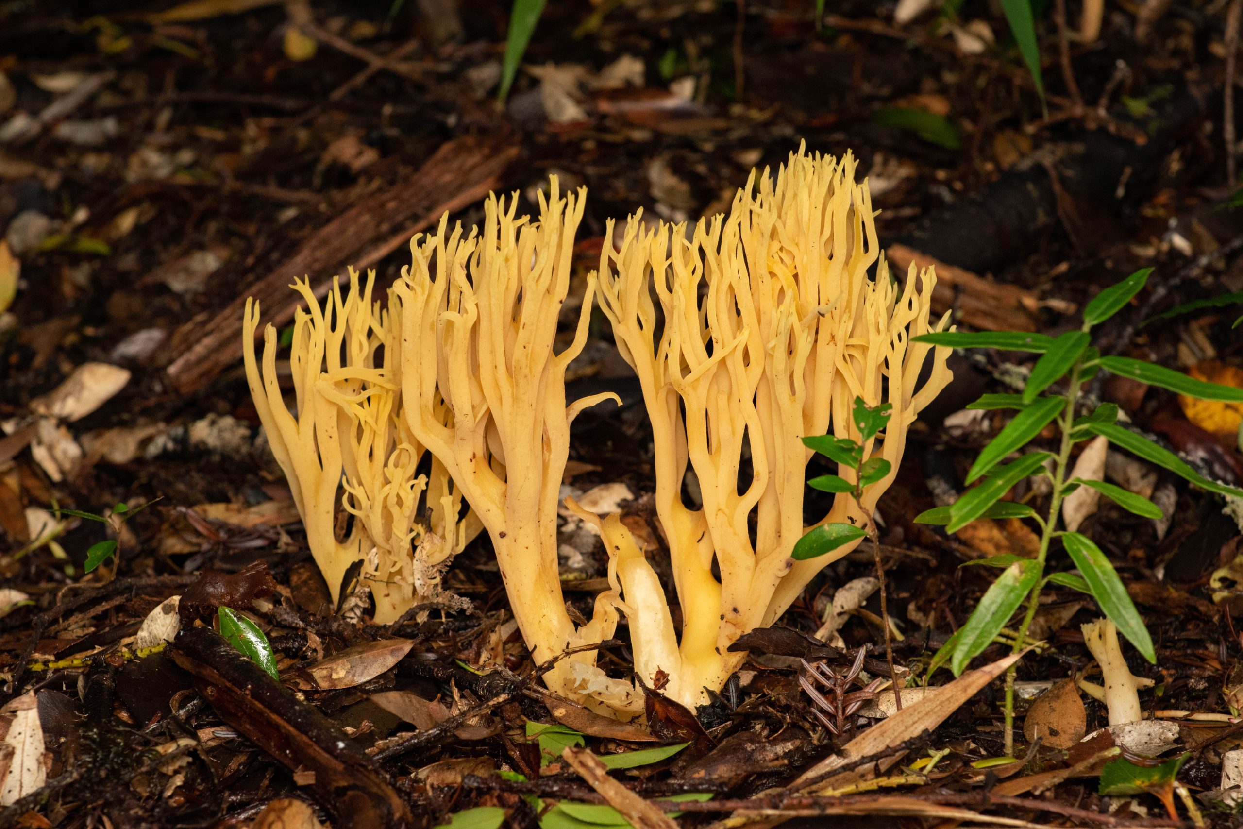 Chiloé, santuario fúngico: La apuesta del archipiélago por la conservación de hongos