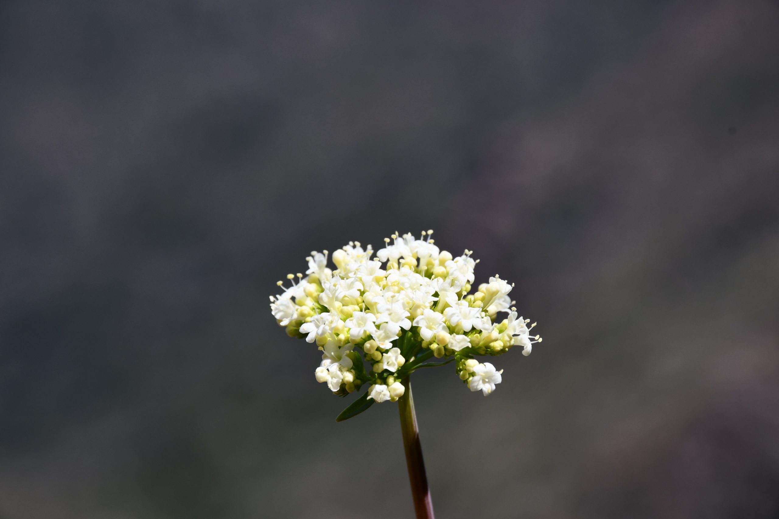Descubren nueva especie de planta endémica en los roqueríos de Chile central
