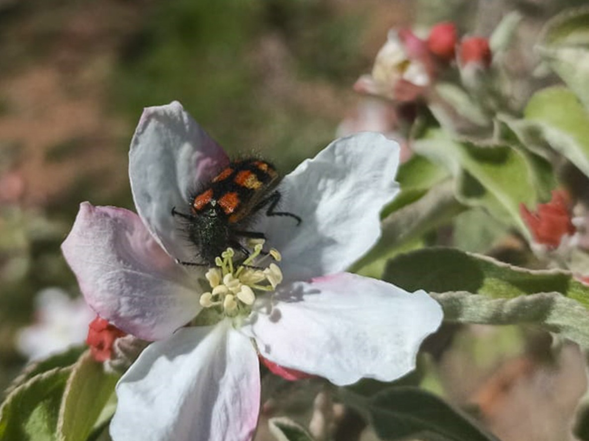 Estudio muestra el rol de insectos nativos y el 