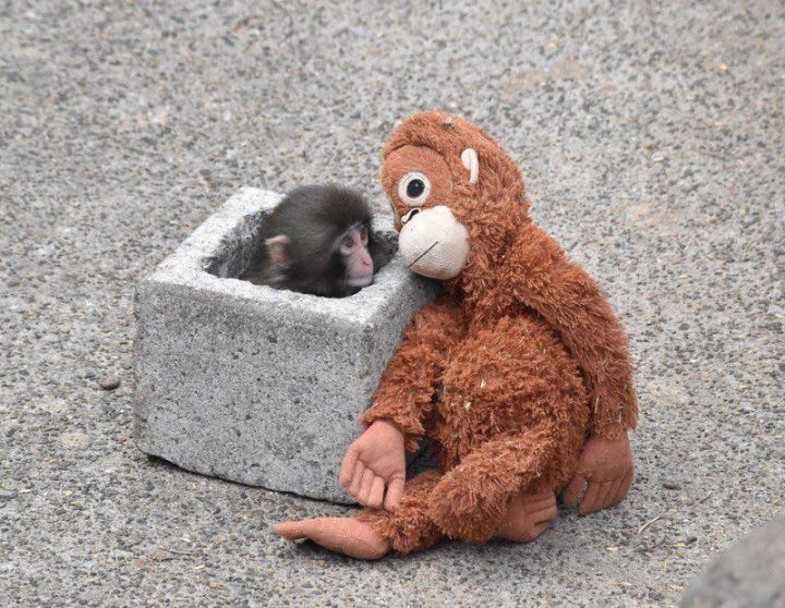 Punch: El macaco japonés que se volvió viral por no soltar su peluche