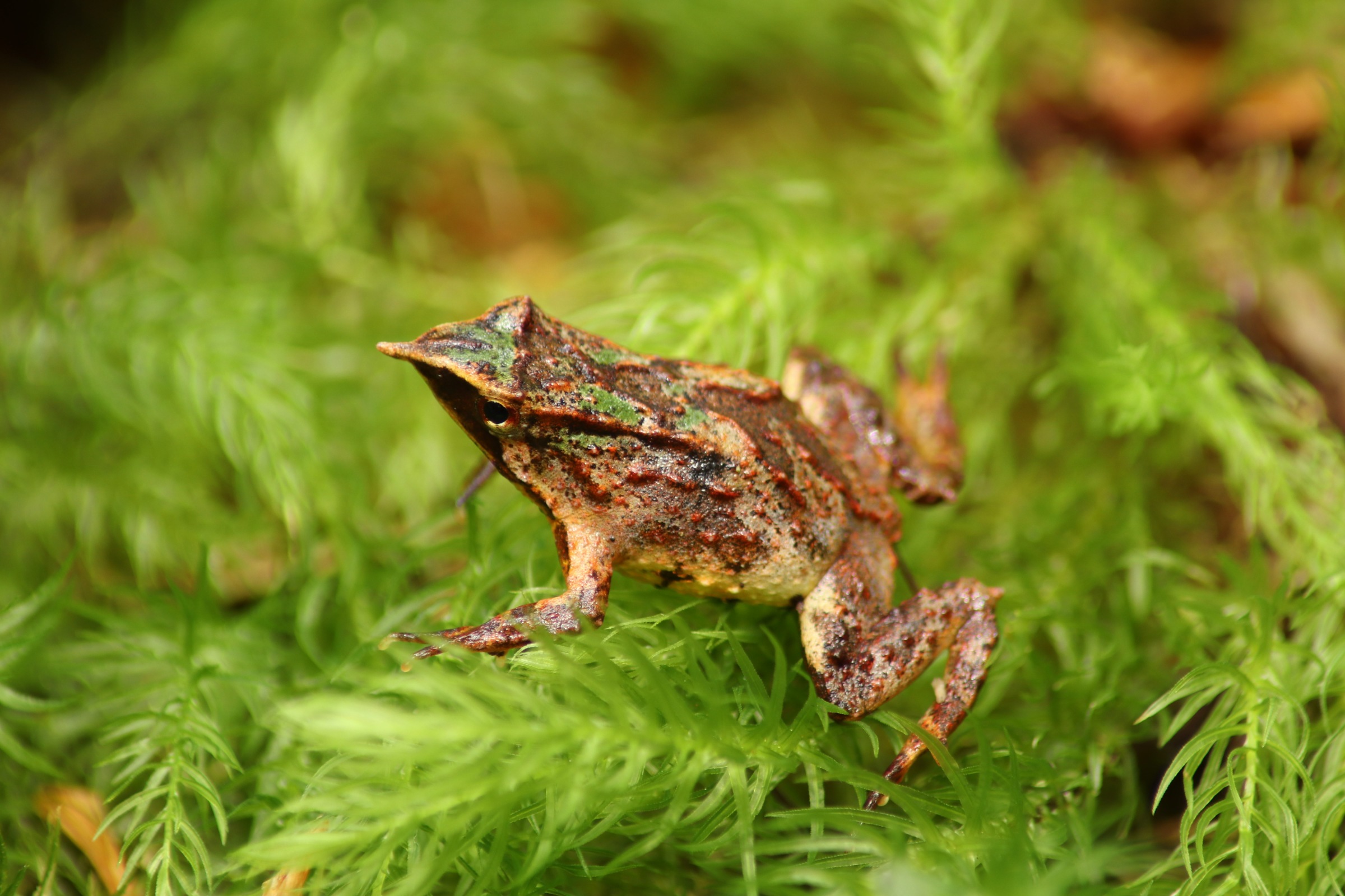 Descubren nueva población de ranita de Darwin en Chiloé: Estaría amenazada por proyecto eléctrico