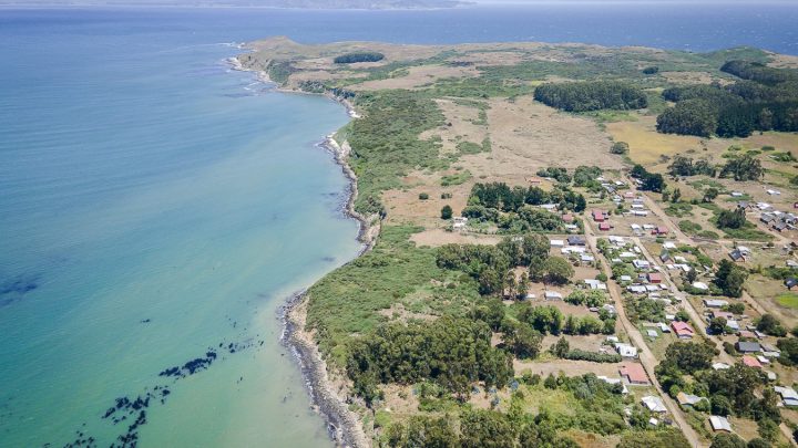 Monitoreo de aves en la Región del Biobío impulsa la ciencia y colaboración comunitaria