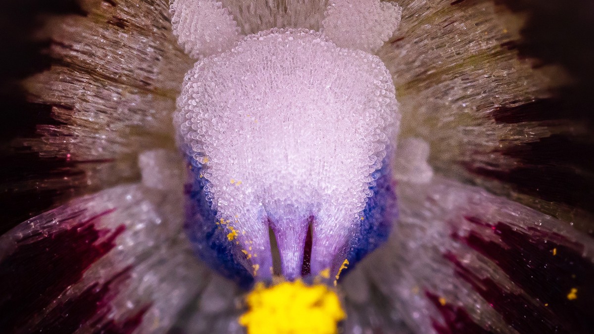 Herbario de la UChile describe cuatro nuevas especies de flores