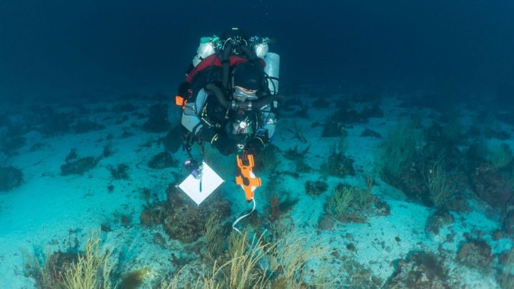 Investigadores redescubren el coral de Wellington en las Islas Galápagos