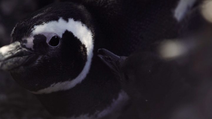 Preparan documental que narra la resiliencia del pingüino de Magallanes en la Patagonia